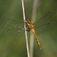 IMG_9355 Sympetrum danae female